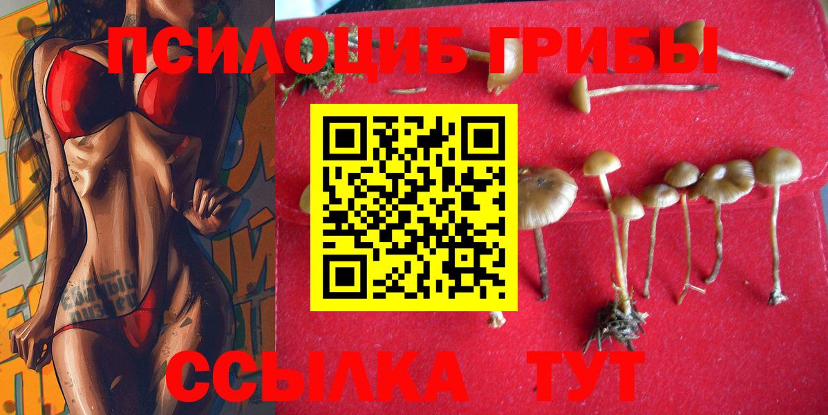 Псилоцибиновые грибы Psilocybine cubensis Елабуга